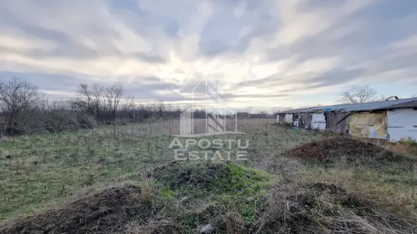 Casă 4 camere Seceani - poza 14