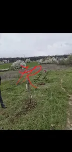 Vanzare teren intravilan Vladiceasca/Snagov langa lac - foto 5