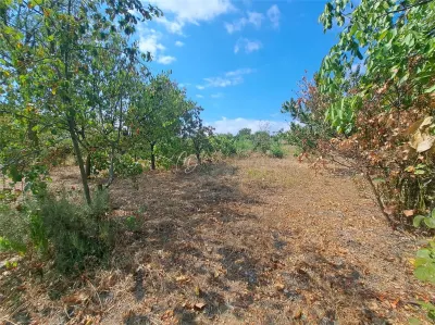 MDI teren intravilan Paleu 772 mp - foto 4