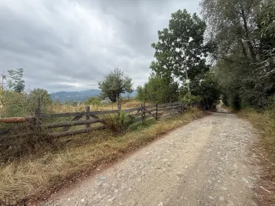 Teren 2,9 hectare cu casa, livezi si anexe de vanzare in Paltin, Vrancea - foto 16