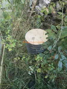 Teren si cabana de vanzare 1200m² in FINCIU - CALATELE - foto 8