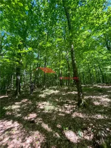 1 ha padure, Coldau - foto 13