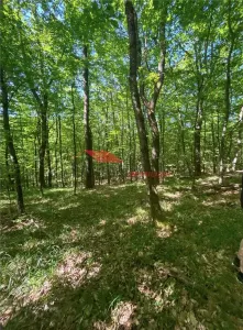 1 ha padure, Coldau - foto 17
