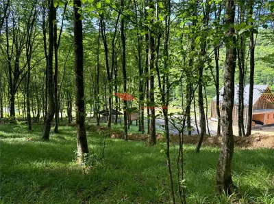 1 ha padure, Coldau - foto 4
