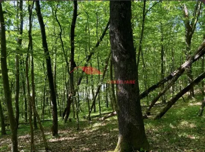 1 ha padure, Coldau - foto 6