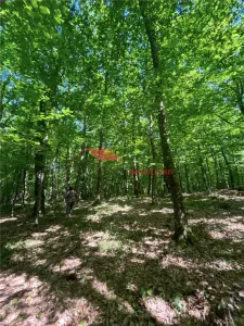 1 ha padure, Coldau - foto 7