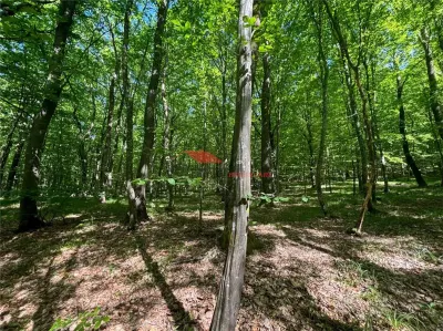 1 ha padure, Coldau - foto 8