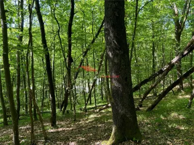 1 ha padure, Coldau - foto 9