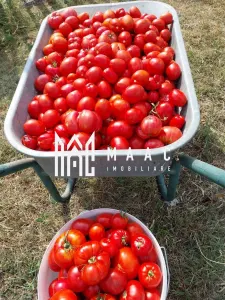 Casa I 60000 mp pamant I  Cugir I Alba - foto 29