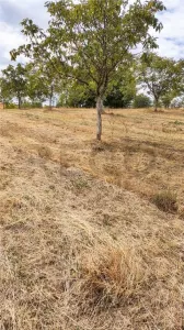 RECO Teren intravilan cu livada in Sinteu - foto 5