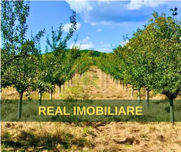 Livada - 4.000mp, zona Niscov, Carlomanesti! - Niscov