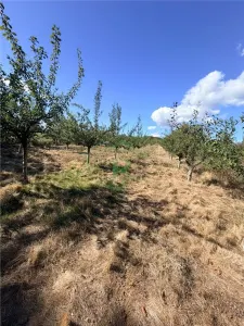 Livada - 4.000mp, zona Niscov, Carlomanesti! - foto 2