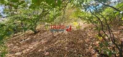 Teren De Vanzare Valea Popii ! - foto 7