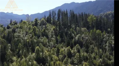 Teren 2.3ha cu 3 locuri de casa in muntii Rarau Bucovina - Campulung Moldovenesc