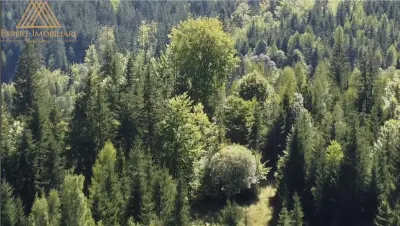 Teren 2.3ha cu 3 locuri de casa in muntii Rarau Bucovina - foto 7