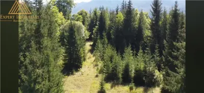 Teren 2.3ha cu 3 locuri de casa in muntii Rarau Bucovina - foto 8