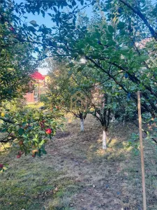 Casa de vanzare cu 13 Ar de teren Miron Costin - foto 5