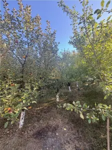 Teren cu casa de vanzare Miron Costin - foto 5