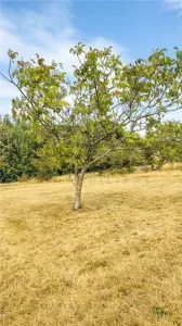 RECO Teren intravilan cu livada de nuci in Sinteu - foto 2