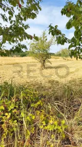RECO Teren intravilan cu livada de nuci in Sinteu - foto 3