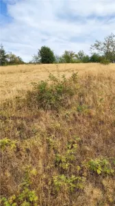 RECO Teren intravilan cu livada de nuci in Sinteu - foto 4