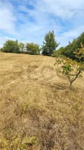 RECO Teren intravilan cu livada de nuci in Sinteu - foto 5