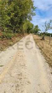 RECO Teren intravilan cu livada de nuci in Sinteu - foto 6