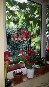Casă individala cu etaj, având 2 apartamente separate în Timișoara - foto 11