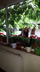 Casă individala cu etaj, având 2 apartamente separate în Timișoara - foto 12
