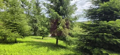 Casă 5 camere Provita de Sus - poza 30