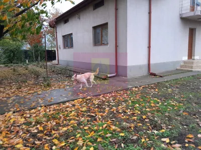 Casă 7 camere Islaz - poza 38