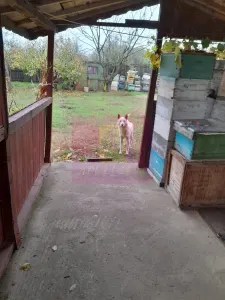 Casă 7 camere Islaz - poza 44