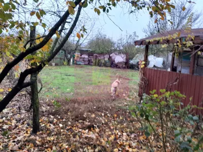 Casă 7 camere Islaz - poza 48