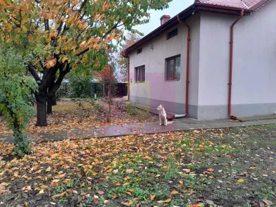 Casă 7 camere Islaz - poza 6