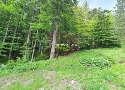 Teren Sinaia - poza 3
