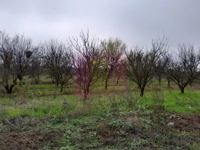 Casă 3 camere Barcanesti - poza 53