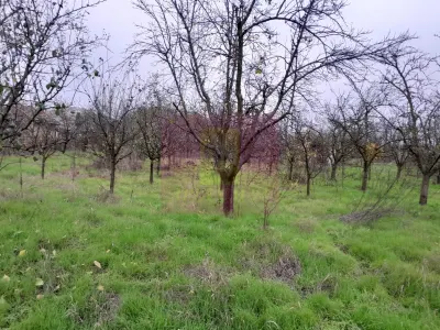 Casă 3 camere Barcanesti - poza 62