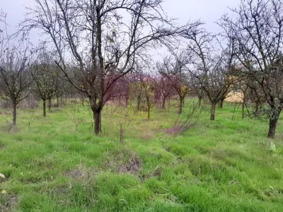 Casă 3 camere Barcanesti - poza 64
