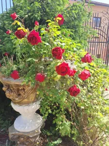 Casă 15 camere București - poza 53