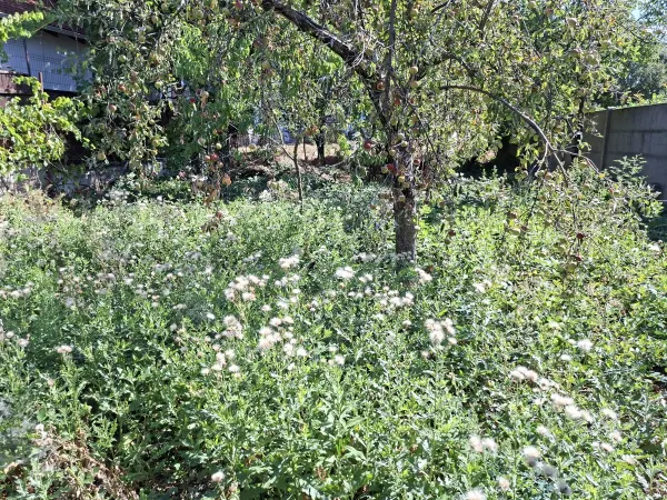 Casă 3 camere Satu Mare - poza 15