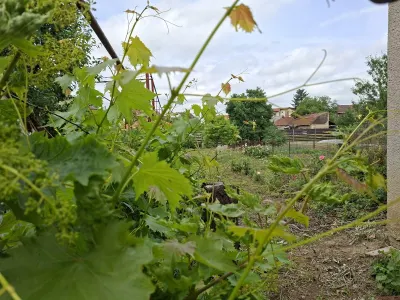 Casă 8 camere Satu Mare - poza 22