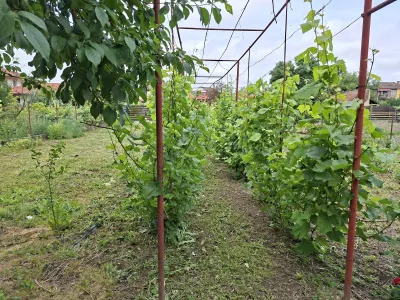 Casă 8 camere Satu Mare - poza 25