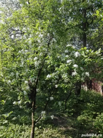 Casă 3 camere Satu Mare - poza 5