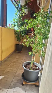 Apartament 2 camere Șelimbăr - poza 16
