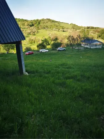 Teren Bradu - poza 8