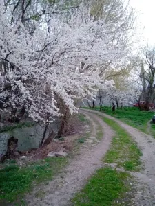 Casă București - poza 2