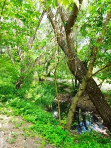 Casă București - poza 7