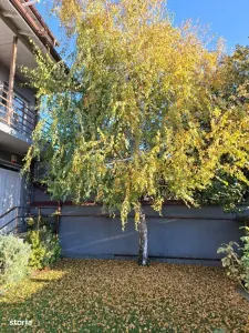 Casa cu mesteacan - DIRECT PROPRIETARI! - spectaculos toamna - Bucuresti