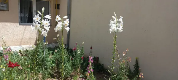 Casă 2 camere București - poza 13