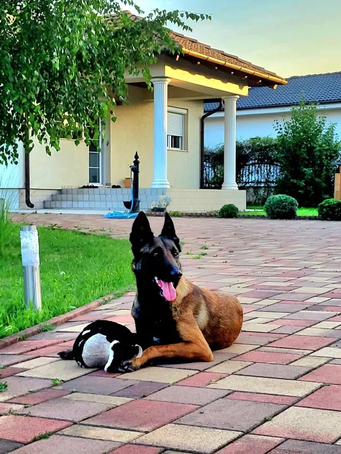 Casă 4 camere Martinesti - poza 1